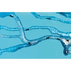 Antquarium : Super forêt de fourmis - Antquarium