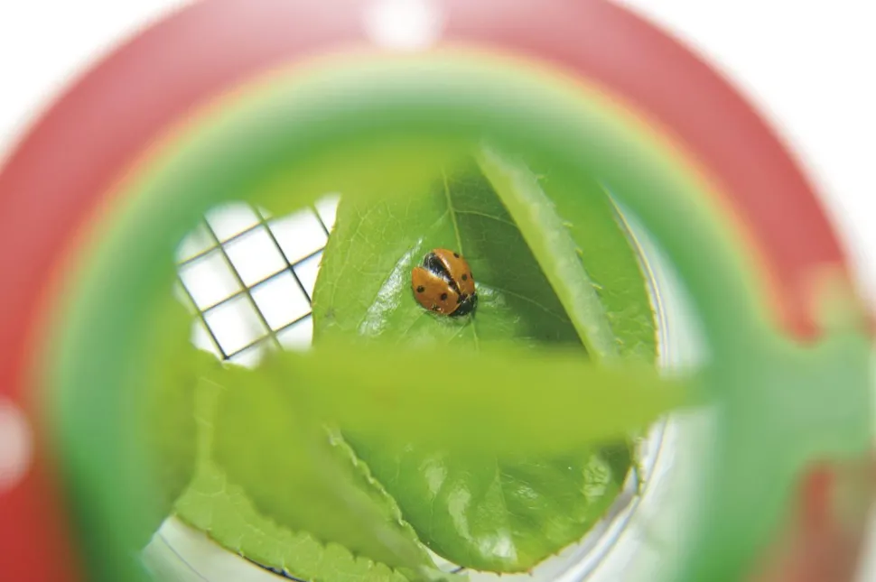 Boîte à loupe grande - Eduplay