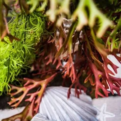 Branche d'Algue, dégradé Vert et Rouge 80 cm - RueDeLaFete