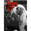 Broderie diamant : Chien et Rose - sans chassis en bois - Figured'Art