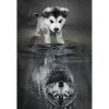 Broderie diamant : Chien et Reflet de Loup - toile tendue sur chassis - Figured'Art