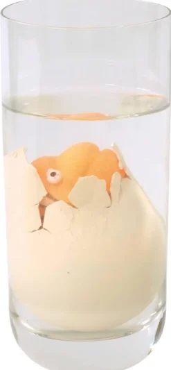 Coeufs d'animaux marins, grandissants - Eduplay