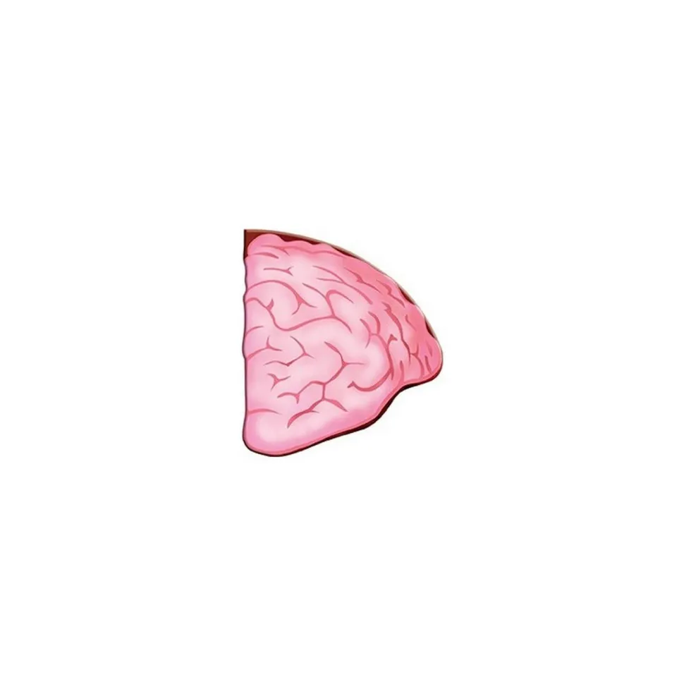 Coffret livre et puzzle géant 200 pièces : Voyage, découvre, explore : Le corps humain - Sassi