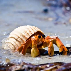 Figurine Bernard-l'Ermite - Safari Ltd