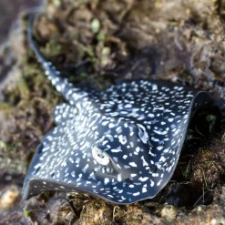 Figurine Torpille marbrée - Safari Ltd