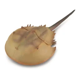 Figurine Préhistoire (Xl): Lumilidae (Horseshoe Crab) - Figurines Collecta