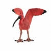 Ibis Rouge - Papo