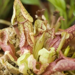 Kit de jardinage : Graines de plantes carnivores - A faire pousser - Radis et Capucine