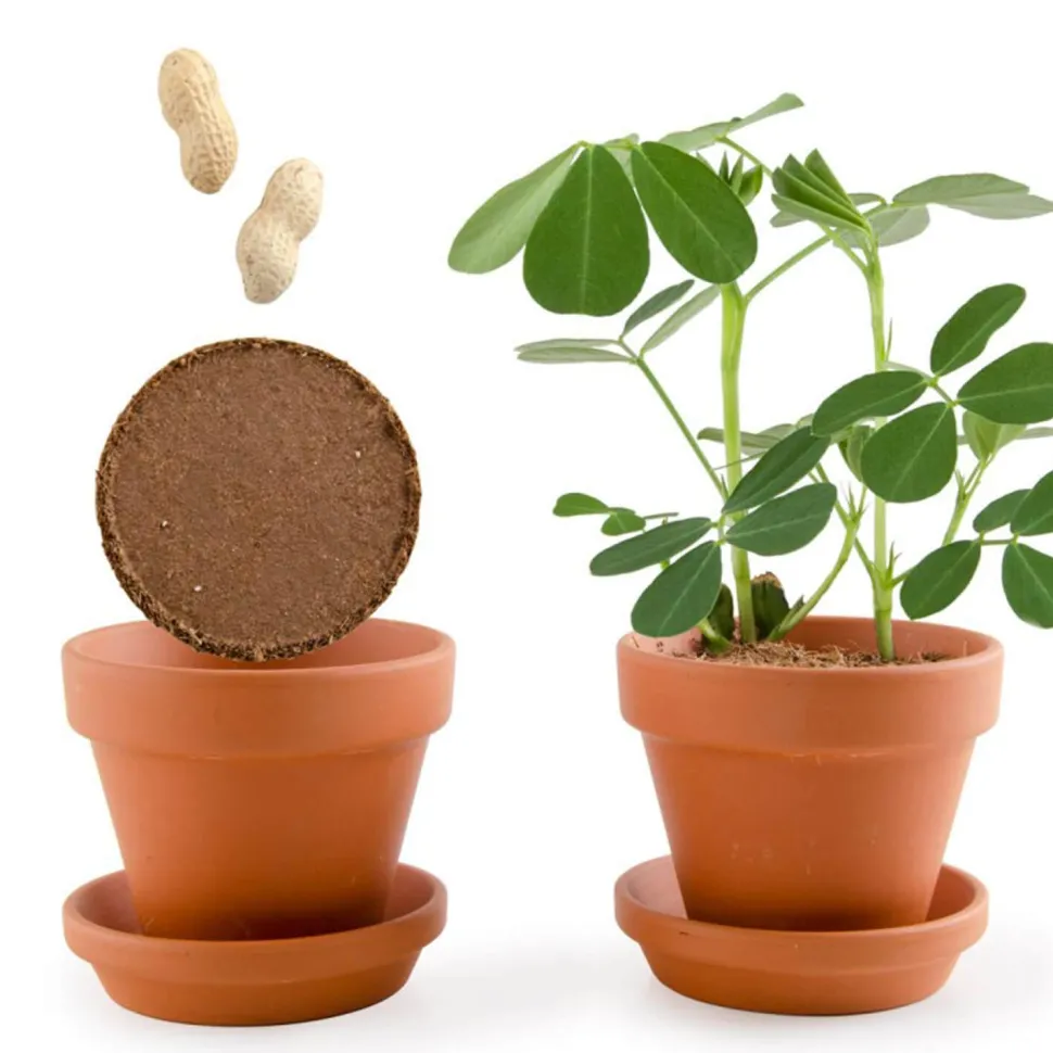 Kit de jardinage : Graines de Cacahuètes avec pot 8 cm - Radis et Capucine