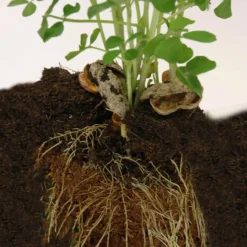 Kit de jardinage : Graines de Cacahuètes avec pot 8 cm - Radis et Capucine