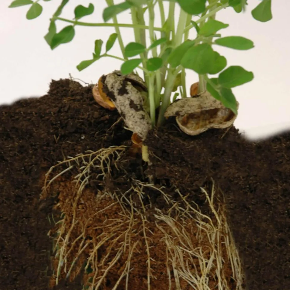 Kit de jardinage : Graines de Cacahuètes avec pot 8 cm - Radis et Capucine