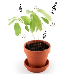 Kit de jardinage : Graines de plante qui danse - A faire pousser - Radis et Capucine