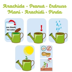 Kit de jardinage : Mini arrosoir vert et ses graines de cacahuète - Radis et Capucine