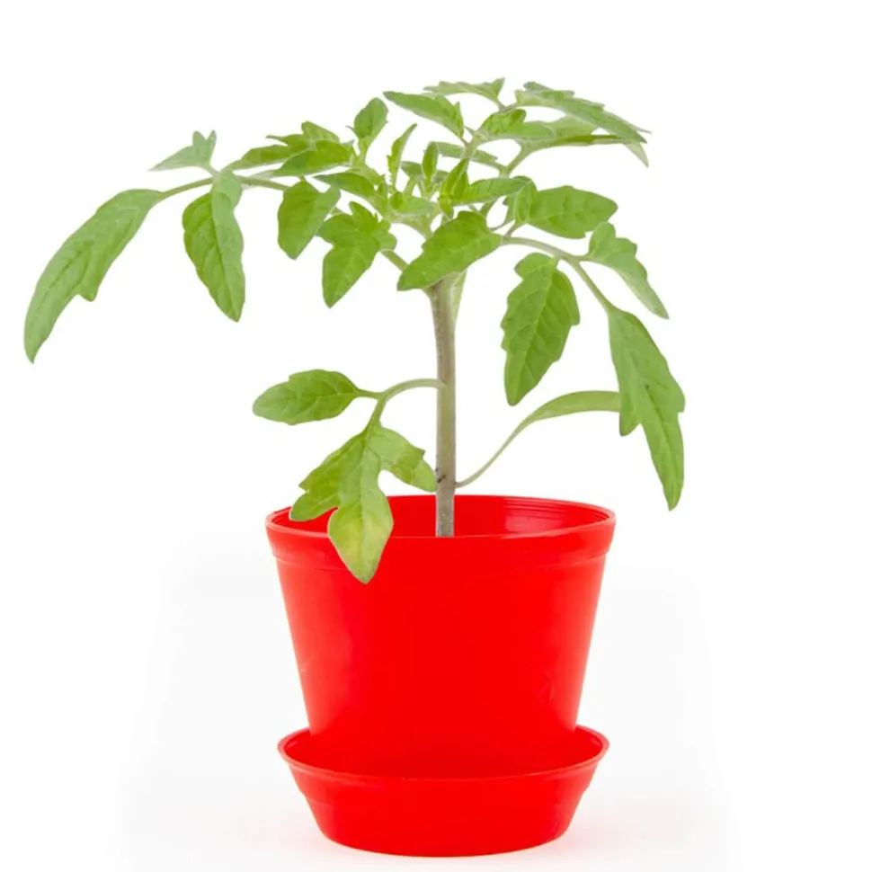 Kit de jardinage : Pot cloche Tomate cerise bio - Radis et Capucine