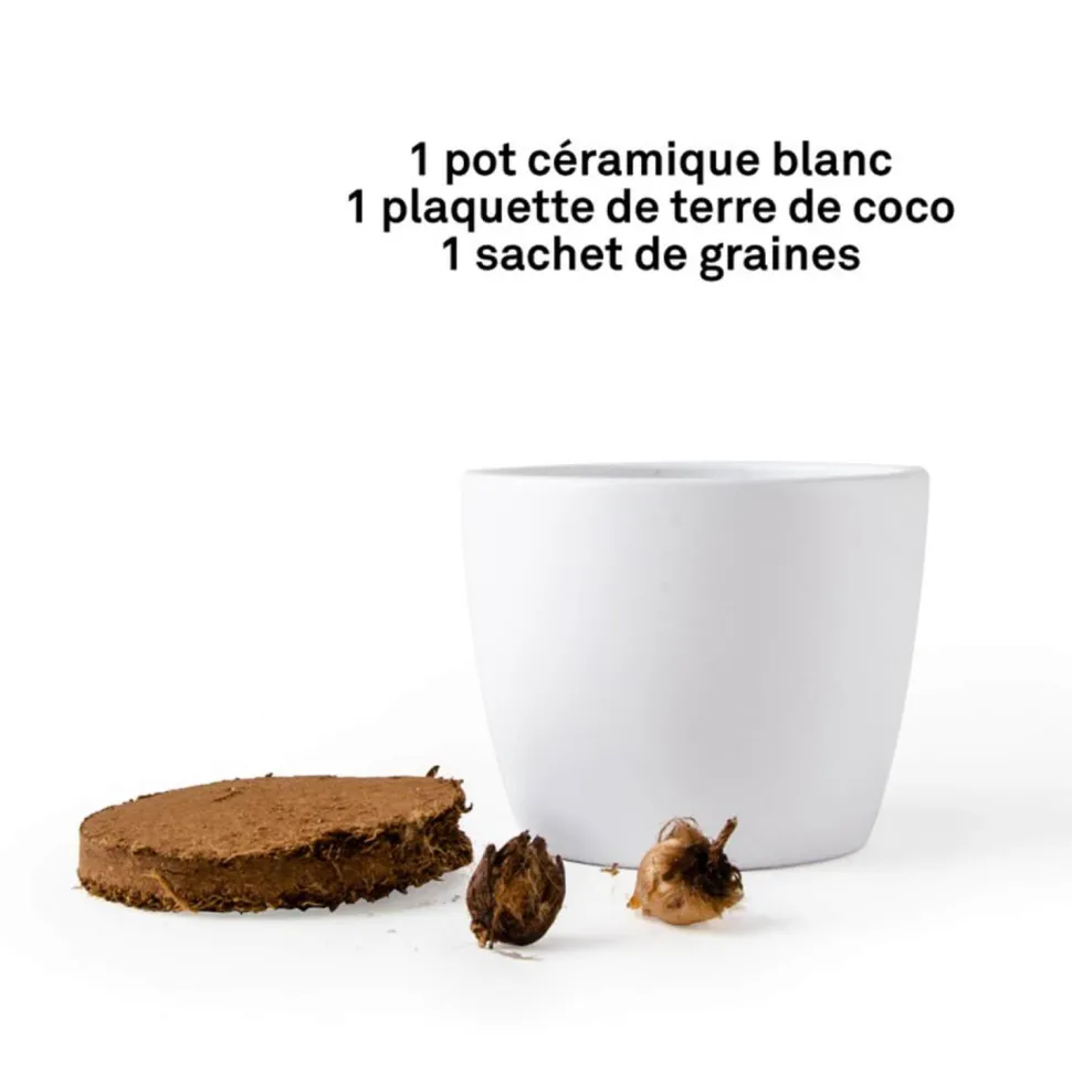 Kit de jardinage : Pot céramique Trèfle à 4 feuilles - Radis et Capucine