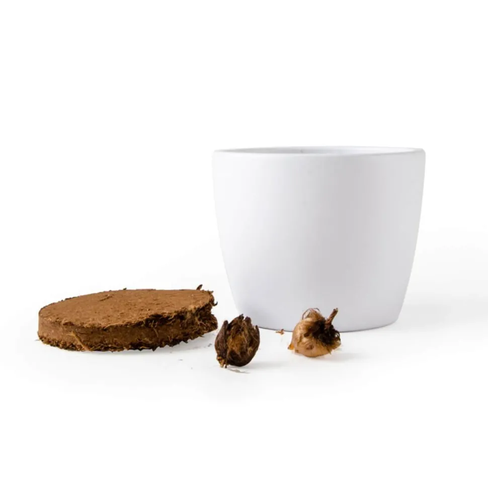 Kit de jardinage : Pot céramique Trèfle à 4 feuilles - Radis et Capucine