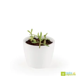 Kit jardinage : céramique blanc Edelweiss - Radis et Capucine