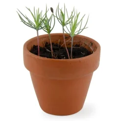 Kit Père Noël et son épicéa à semer - Radis et Capucine