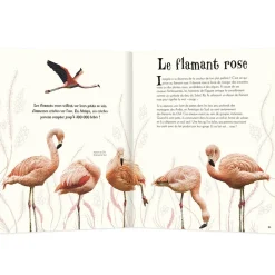 L'ANTHOLOGIE ILLUSTREE DES ANIMAUX FASCINANTS - Editions Auzou