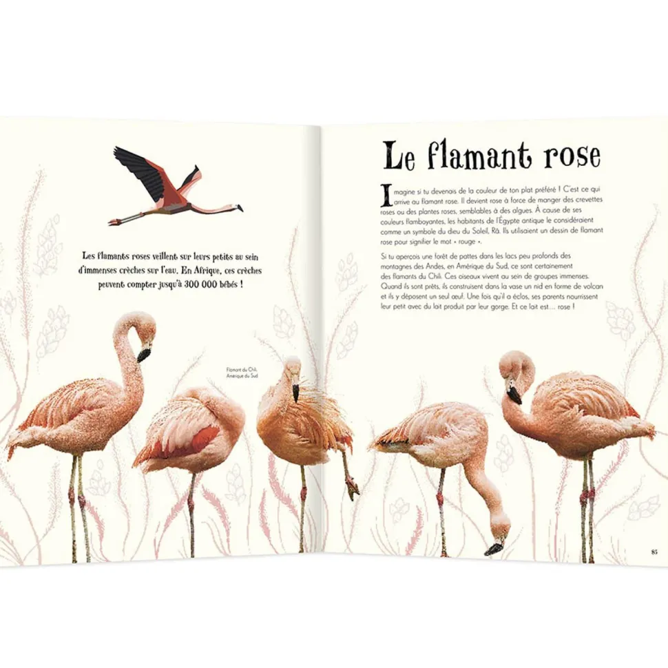 L'ANTHOLOGIE ILLUSTREE DES ANIMAUX FASCINANTS - Editions Auzou