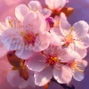 Mini broderie diamant : Floraison des Cerisiers - sans chassis en bois - Figured'Art