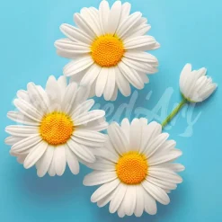 Mini broderie diamant : Jolies Marguerites Blanches - toile tendue sur chassis - Figured'Art