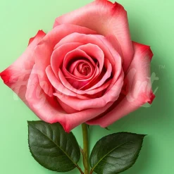 Mini broderie diamant : Superbe Rose - toile tendue sur chassis - Figured'Art