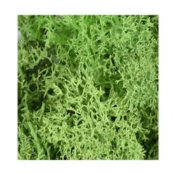 Modélisme : Matériel de flocage : Mousse vert clair - Aedes