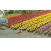 Modélisme HO : Tulipes - Busch