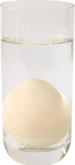 Oeufs de dinosaures, grandissants - Eduplay