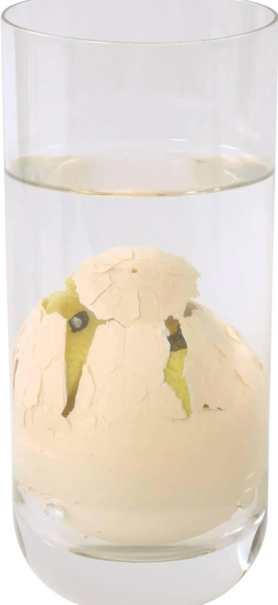 Oeufs de dinosaures, grandissants - Eduplay