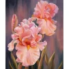 Peinture au numéro : Iris rosé - sans châssis en bois - Figured'Art