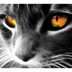 Peinture au numéro : Chat aux yeux perçants - sans châssis en bois - Figured'Art