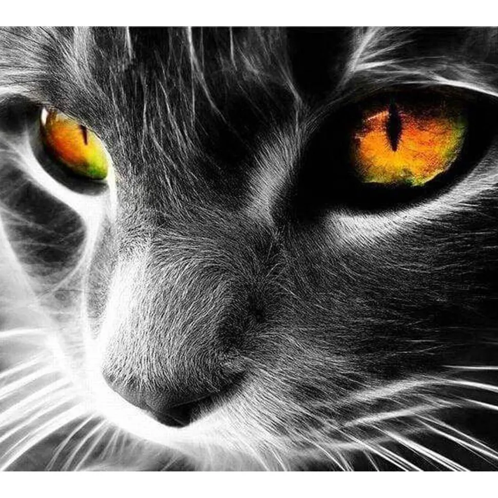 Peinture au numéro : Chat aux yeux perçants - sans châssis en bois - Figured'Art