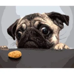 Peinture au numéro : Chien Carlin Gourmand - sans châssis en bois - Figured'Art