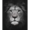 Peinture au numéro : Tête de lion en noir et blanc - sans châssis en bois - Figured'Art