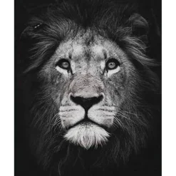 Peinture au numéro : Tête de lion en noir et blanc - sans châssis en bois - Figured'Art