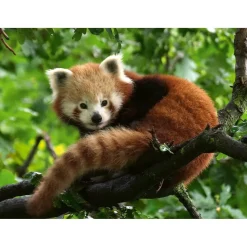 Puzzle 500 pièces : Adorable Panda roux - Ravensburger