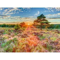 Puzzle 1000 pièces : Bruyère au coucher du soleil - Schmidt