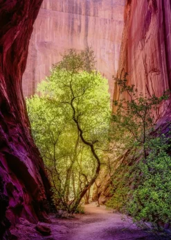 Puzzle 1000 pièces : Canyon chantant - Heye