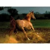 Puzzle 1000 pièces - Chevaux : Cheval chestnut - DToys