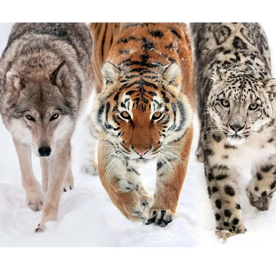 Puzzle 2000 pièces : en terre sauvage - Nathan