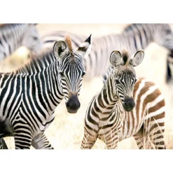 Puzzle 1000 pièces : Jeunes Zèbres - Castorland