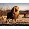 Puzzle 1500 pièces - Le lion, le roi des animaux - Ravensburger