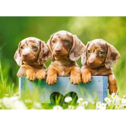 Puzzle 100 pièces : Mignons teckels - Castorland