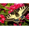 Puzzle 500 pièces : Papillon - Ravensburger