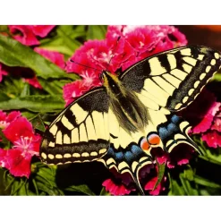 Puzzle 500 pièces : Papillon - Ravensburger