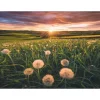 Puzzle 500 pièces : Pissenlits au crépuscule - Ravensburger