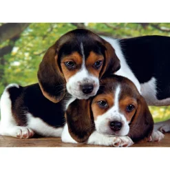 Puzzle 500 pièces + poster : Rapprochés - Clementoni