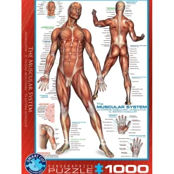 Puzzle 1000 pièces : Système musculaire - Eurographics